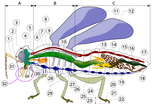 image of a bug